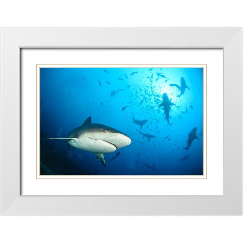 Beqa Shark Labs White Modern Wood Framed Art Print with Double Matting by Safonov, Alexander