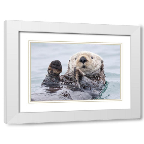 Yesterday I Caught A Fish Thiiis Big! - Otter. Alaska White Modern Wood Framed Art Print with Double Matting by Golubenko, Roman