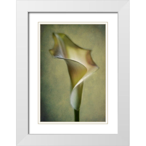Calla Lily White Modern Wood Framed Art Print with Double Matting by Andersen, Lotte