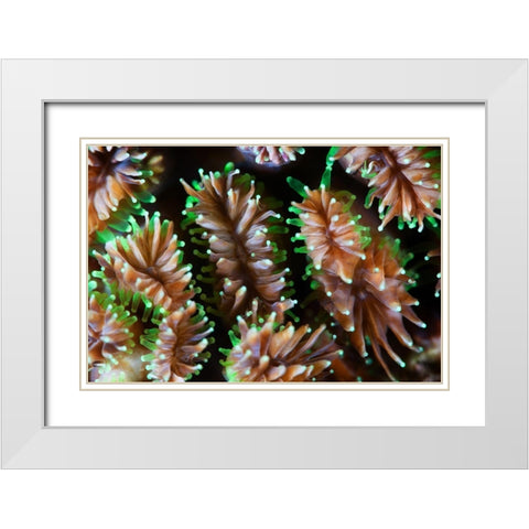 Alien Forms White Modern Wood Framed Art Print with Double Matting by Narchuk, Andrey