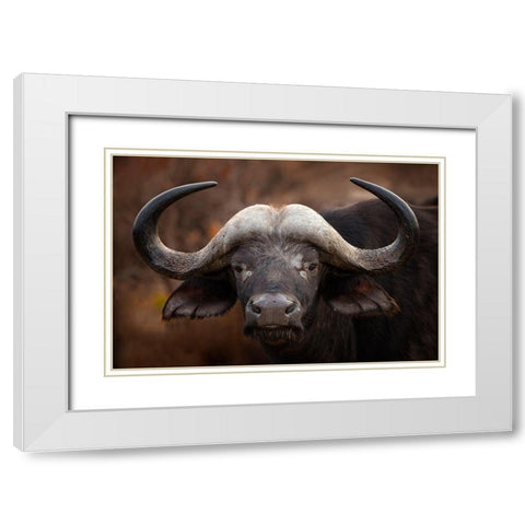 A Buffalo Portrait White Modern Wood Framed Art Print with Double Matting by Moreno, Mario