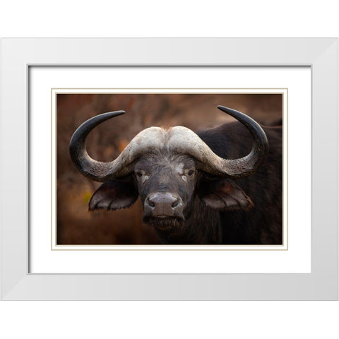 A Buffalo Portrait White Modern Wood Framed Art Print with Double Matting by Moreno, Mario
