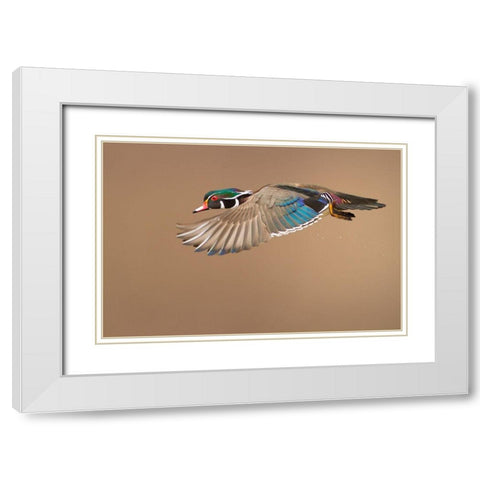 Wood Duck White Modern Wood Framed Art Print with Double Matting by Costina, Mircea