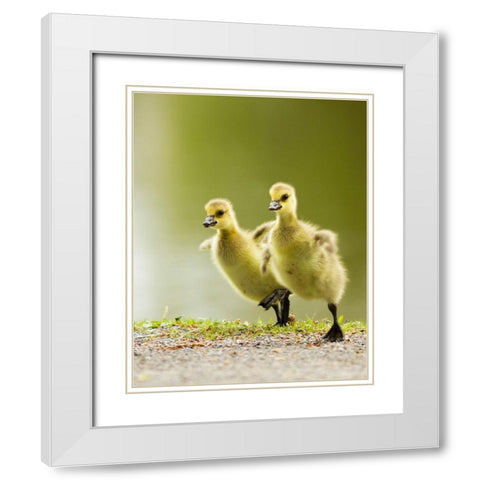 1, 2, 3, Go! White Modern Wood Framed Art Print with Double Matting by Costina, Mircea