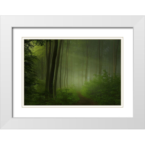 Forest Morning White Modern Wood Framed Art Print with Double Matting by Maier, Norbert