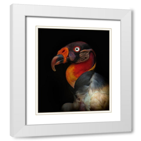 King Vulture-Sarcoramphus Papa White Modern Wood Framed Art Print with Double Matting by Valverde, Ferdinando