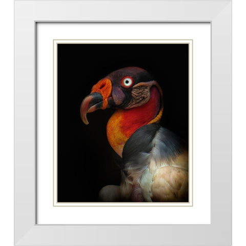 King Vulture-Sarcoramphus Papa White Modern Wood Framed Art Print with Double Matting by Valverde, Ferdinando