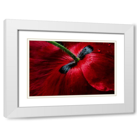 Papaver Passion White Modern Wood Framed Art Print with Double Matting by Disher, Mandy