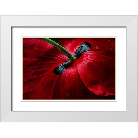Papaver Passion White Modern Wood Framed Art Print with Double Matting by Disher, Mandy
