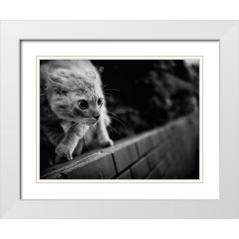Ready To Fight White Modern Wood Framed Art Print with Double Matting by Suzuki, Tatsuo