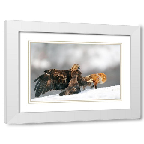Golden Eagle And Red Fox White Modern Wood Framed Art Print with Double Matting by Adams, Yves