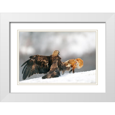 Golden Eagle And Red Fox White Modern Wood Framed Art Print with Double Matting by Adams, Yves