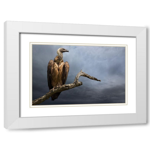 The Vulture White Modern Wood Framed Art Print with Double Matting by Moreno, Mario