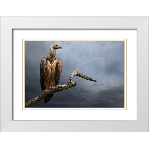 The Vulture White Modern Wood Framed Art Print with Double Matting by Moreno, Mario