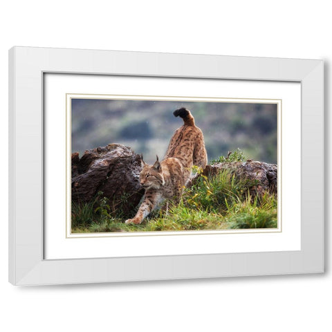 Lynx On The Move White Modern Wood Framed Art Print with Double Matting by Moreno, Mario