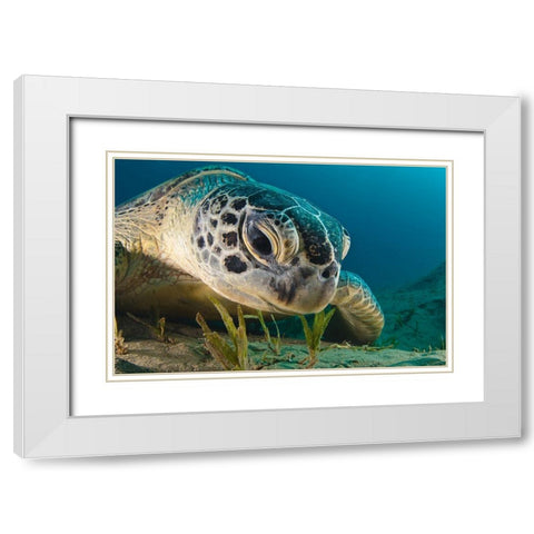 Gaze White Modern Wood Framed Art Print with Double Matting by Marchenko, Dmitry