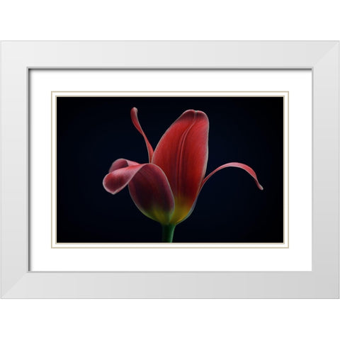First Tulip White Modern Wood Framed Art Print with Double Matting by Gronkjar, Lotte