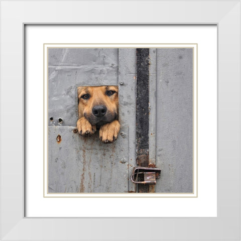 BenjiA#039;S Window Ii White Modern Wood Framed Art Print with Double Matting by Knartist