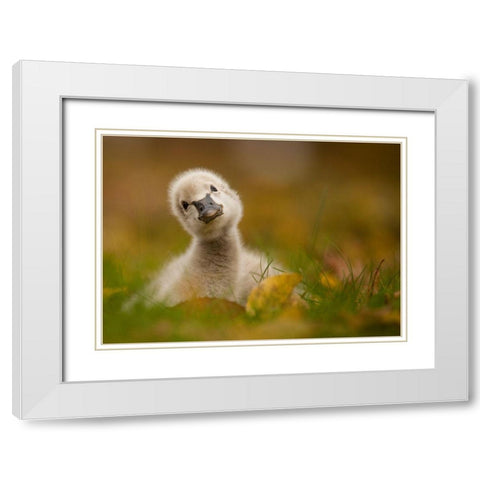 Black Swan Baby White Modern Wood Framed Art Print with Double Matting by Adamec, Robert