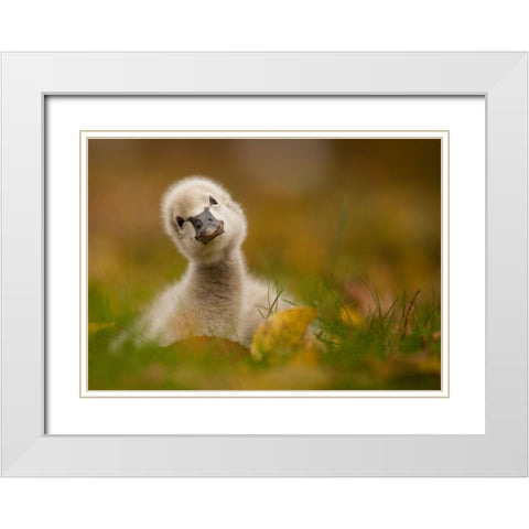Black Swan Baby White Modern Wood Framed Art Print with Double Matting by Adamec, Robert
