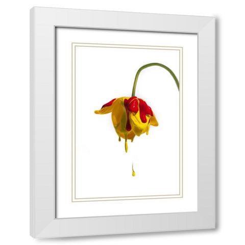 Crying Flower White Modern Wood Framed Art Print with Double Matting by Mathiesen, Kent