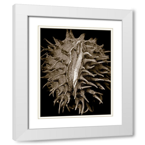 Chestnut White Modern Wood Framed Art Print with Double Matting by Collie, Clive