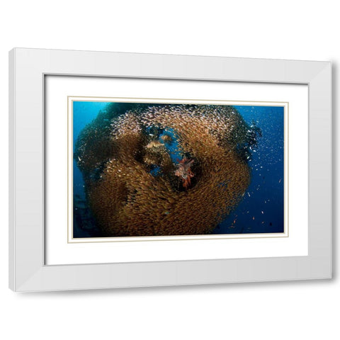 Glass And Lion Fish White Modern Wood Framed Art Print with Double Matting by Ben Tov, Ilan