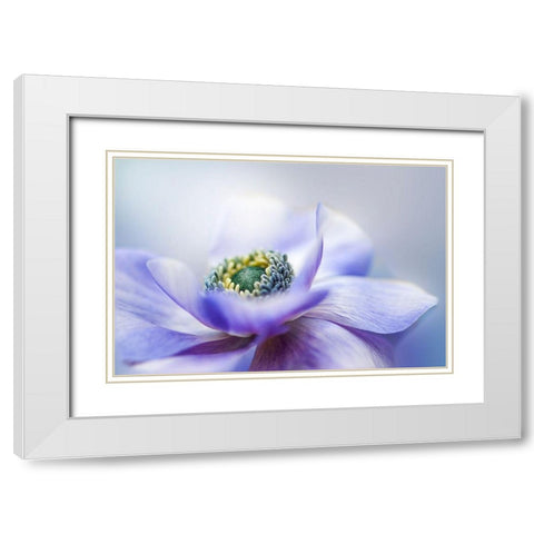 Anemone De Caen White Modern Wood Framed Art Print with Double Matting by Parker, Jacky