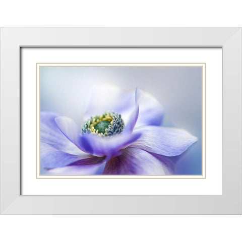 Anemone De Caen White Modern Wood Framed Art Print with Double Matting by Parker, Jacky
