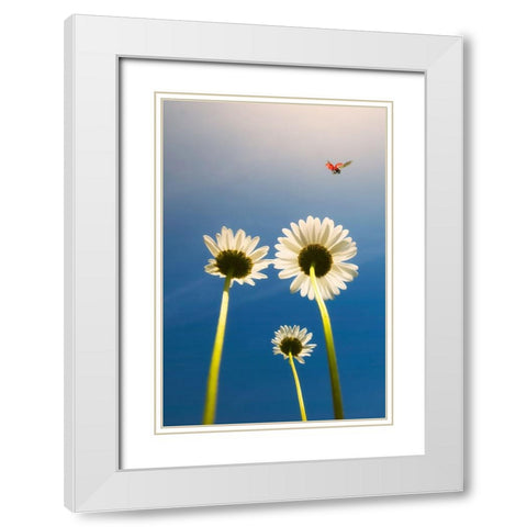 Ladybug White Modern Wood Framed Art Print with Double Matting by C. Lobato, Jose
