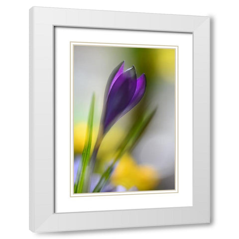 Sunbeam White Modern Wood Framed Art Print with Double Matting by Westum, Heidi