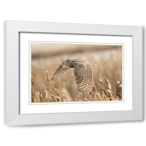 Great Horned Owl White Modern Wood Framed Art Print with Double Matting by Stahl, Peter