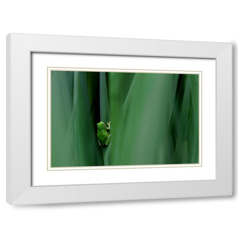 Stage Curtain White Modern Wood Framed Art Print with Double Matting by Mei, Massimo