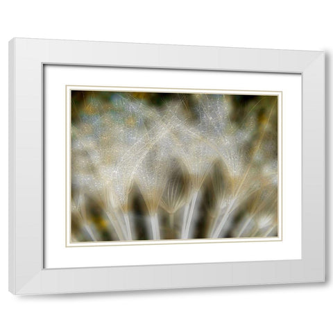 Fireworks Nature... White Modern Wood Framed Art Print with Double Matting by Dufour, Thierry