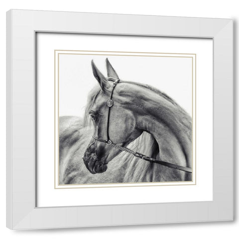 The Arabian Horse White Modern Wood Framed Art Print with Double Matting by Flour, Piet
