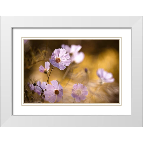 The Lion King White Modern Wood Framed Art Print with Double Matting by Bravin, Fabien