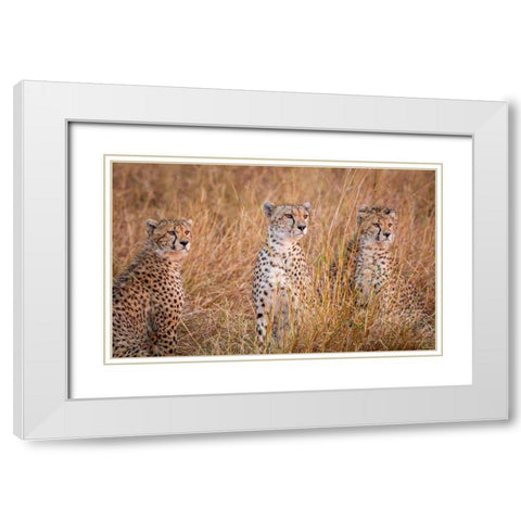 Cheetah Alpine Glow White Modern Wood Framed Art Print with Double Matting by C. Sink, Jeffrey