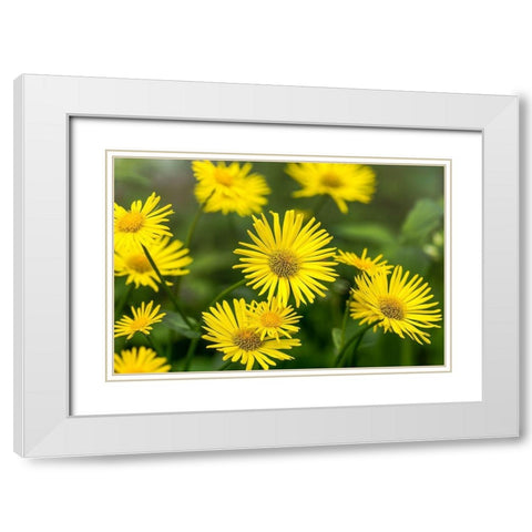 * * * White Modern Wood Framed Art Print with Double Matting by Aho, Harri