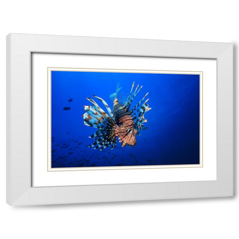 Lionfish White Modern Wood Framed Art Print with Double Matting by Gabriel, Barathieu