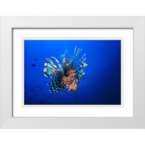 Lionfish White Modern Wood Framed Art Print with Double Matting by Gabriel, Barathieu