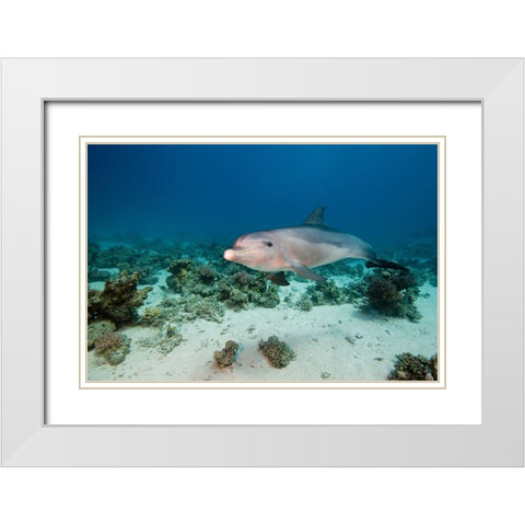 Bottlenose Dolphin White Modern Wood Framed Art Print with Double Matting by Van Beeck, Dray