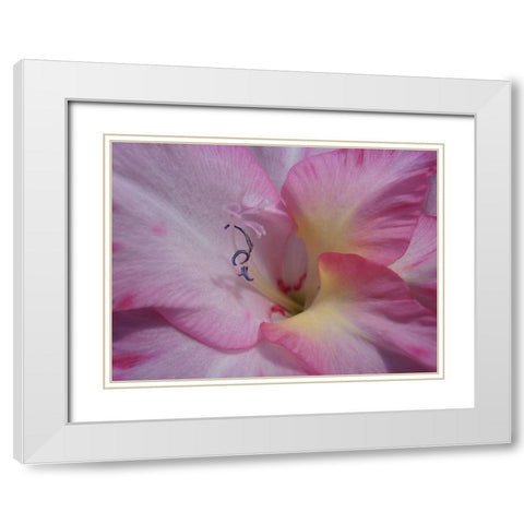 Gladiolus Priscilla White Modern Wood Framed Art Print with Double Matting by Petrovic, Snezana