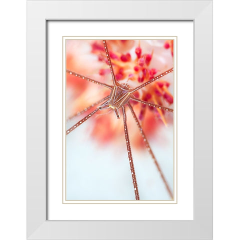 Snow Flower White Modern Wood Framed Art Print with Double Matting by Narchuk, Andrey