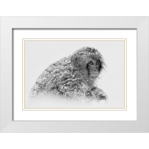 Snow Monkey White Modern Wood Framed Art Print with Double Matting by Tjandra, C.S.