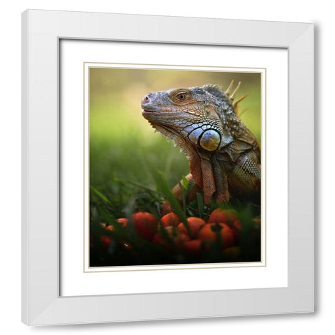 Tomatoes Time White Modern Wood Framed Art Print with Double Matting by Bhs, Fahmi