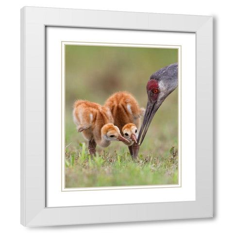 Sandhill Crane With Chicks White Modern Wood Framed Art Print with Double Matting by Forns, Alfred