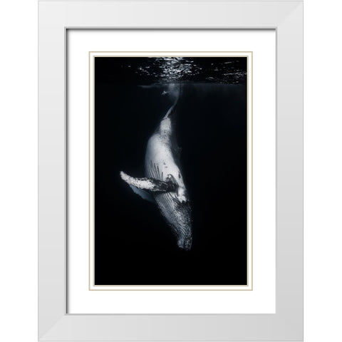 Black Whale White Modern Wood Framed Art Print with Double Matting by Gabriel, Barathieu