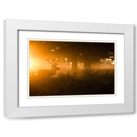 Stag In The Mist White Modern Wood Framed Art Print with Double Matting by Harling, Stuart