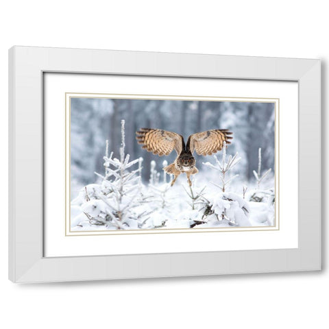Eurasian Eagle-Owl White Modern Wood Framed Art Print with Double Matting by Zygmunt, Milan