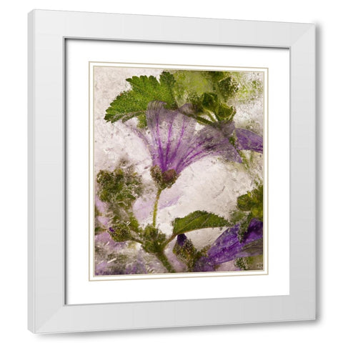 Frozen Mallow Flower White Modern Wood Framed Art Print with Double Matting by Losada, Secundino